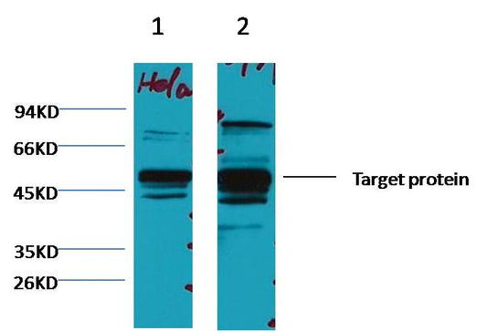Western blot analysis of 1) Hela, 2) 293T, with XRCC4 Mouse mAb diluted at 1:3,000.