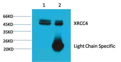 1. Input: Hela Cell Lysate 2. IP product: IP dilute 1:200 Western blot analysis: primary antibody : EM1086   1:2,000   Secondary antibody: Goat anti-Mouse IgG, Light chain specific(S003), 1:5,000