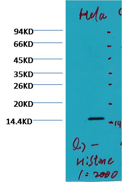 Western blot analysis of Hela with Histone H3 (di methyl K79) (Q7) Mouse mAb diluted at  1:2,000