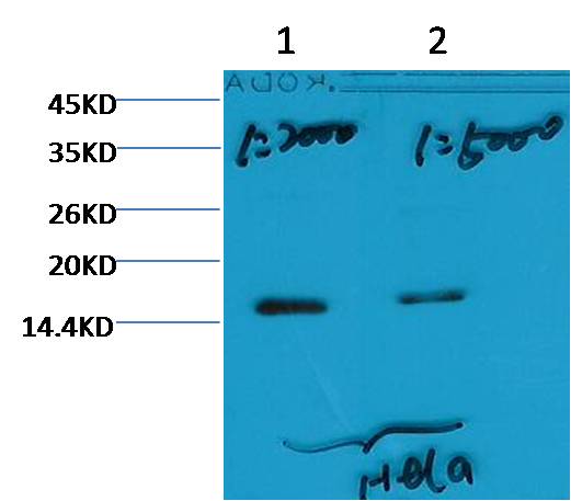 Western blot analysis of Hela with Histone H3 (tri methyl K79) Mouse mAb(3G3) diluted at  1) 1:2,000   2) 1:5,000