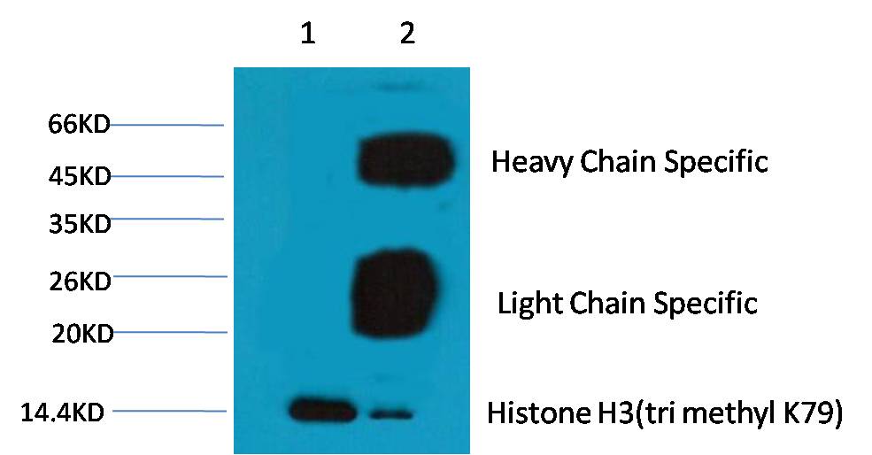 1. Input: Hela Cell Lysate  2. IP product: IP dilute 1:200  Western blot analysis: primary antibody : EM1091   1:1,000  Secondary antibody: Goat anti-Mouse IgG(H+L) (S001)     1:10,000