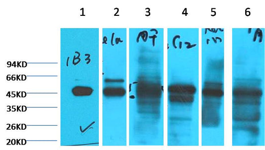 Western blot analysis of 1) HepG2, 2) Hela, 3) Mouse Liver tissue, 4) C2C12, 5) Rat Heart tissue, 6) Mouse Skeletal Muscle tissue with Cytokeratin 18 Mouse MAb (1B3) diluted at 1:2000.