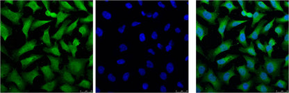 IF analysis of Hela with EM1095(Left) and DAPI (Right) diluted at 1:100.