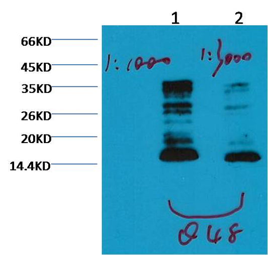 Western blot analysis of Hela withHistone H3 (mono methyl K79) (1E10) Mouse MAb diluted at  1) 1:1,000  2) 1:3,000