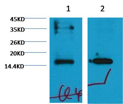 Western blot analysis of 1) Rat Testis tissue, 2) Raw264.7 with Histone H3 (mono methyl K79) (1E10) Mouse MAb diluted at 1:2000.