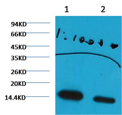 Western blot analysis of Hela withHistone H3 (di methyl K27) (1E10) Mouse MAb diluted at  1) 1:1,000  2) 1:3,000