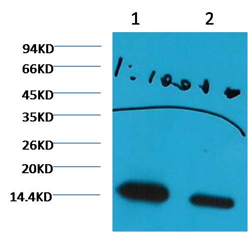 Western blot analysis of Hela withHistone H3 (di methyl K27) (1E10) Mouse MAb diluted at  1) 1:1,000  2) 1:3,000
