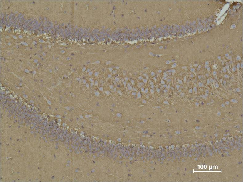 Immunohistochemical analysis of paraffin-embedded Rat Brain Tissue using CD 15  (EM1105) Mouse mAbdiluted at 1:500.