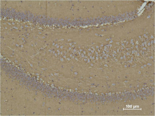 Immunohistochemical analysis of paraffin-embedded Rat Brain Tissue using CD 15  (EM1105) Mouse mAbdiluted at 1:500.