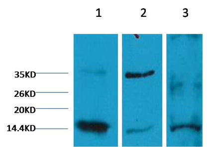 Western blot analysis of 1) Hela, 2) Rat Heart Tissue, 3) Raw264.7 with EM1108 diluted at 1:2000.