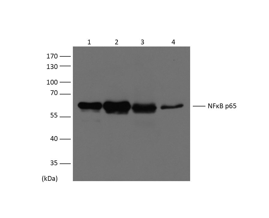 Western blot analysis of extracts from HeLa (Lane 1),MCF-7 (Lane 2), Mouse Liver (Lane 3), Rat Kidney (Lane 4), using NFκB p65 diluted at 1:1,500.