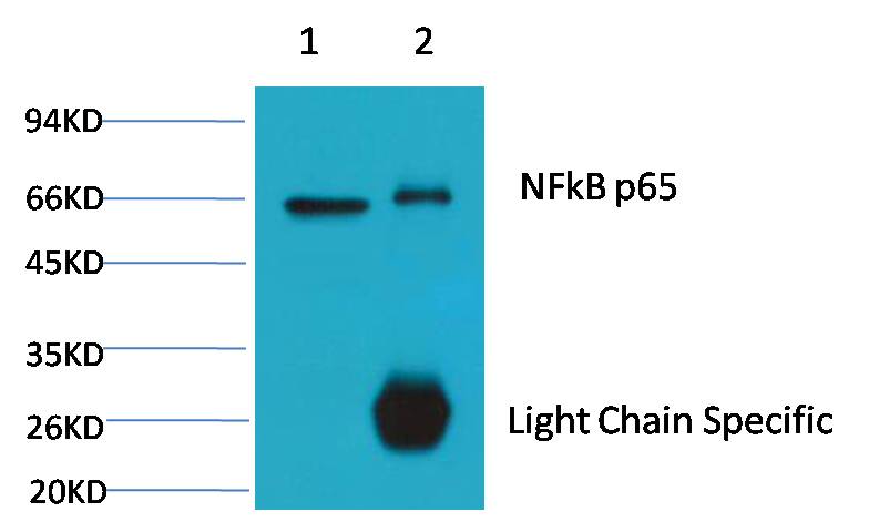 1. Input: Hela Cell Lysate 2. IP product: IP dilute 1:200  Western blot analysis: primary antibody : EM1111     1:2,000  Secondary antibody: Goat anti-Mouse IgG, Light chain  specific(S003), 1:5,000