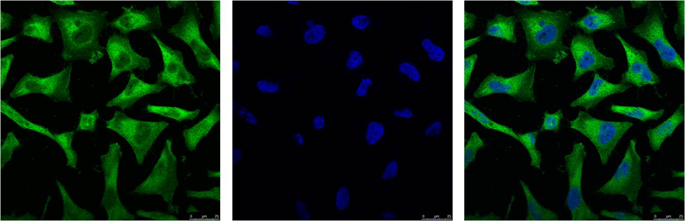 IF analysis of Hela with EM1111(Left) and DAPI (Right) diluted at 1:100.