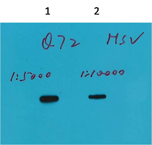 Western blot analysis of Recombinant protein with HSV Mouse mAb(Q72) diluted at  1) 1:5,000  2) 1:10,000