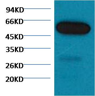 Western blot analysis of Zebrafish skeletal muscle with EM1119 diluted at 1:5,000.
