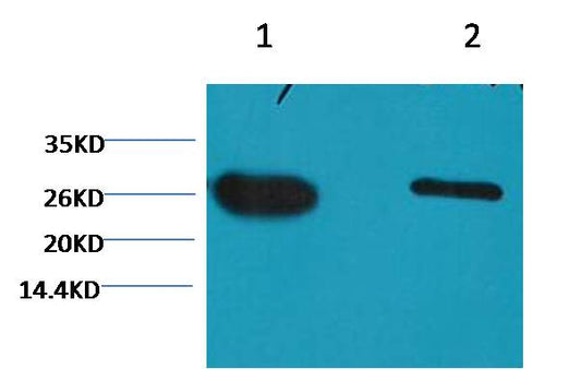 Western blot analysis of GFP transfected Hela with EM1124 diluted at  1) 1:5,000  2) 1:10,000