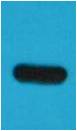 Western blot analysis of TAP recombinant protein with EM1127 diluted at 1:5,000.