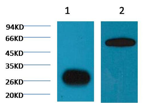 Western blot analysis of GFP transfected Plants with EM1128 diluted at 1:5,000  1) GFP Mock (control)  2) GFP+ target protein