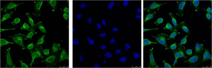 IF analysis of Hela with EM1134(Left) and DAPI (Right) diluted at 1:100.