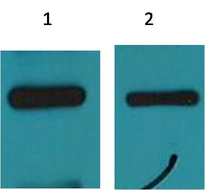 Western blot analysis of His-MBP-C-Myc recombinant protein with EM1142 diluted at  1) 1:5,000   2) 1:10,000