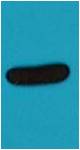 Western blot analysis of His-MBP-V5 recombinant protein with EM1143 diluted at 1:10,000