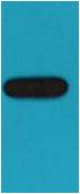 Western blot analysis of GST recombinant protein with EM1144 diluted at 1:10,000.