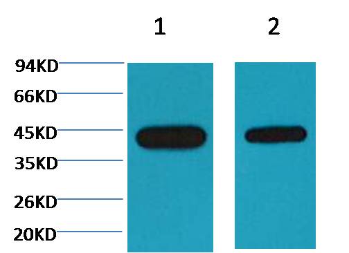 Western blot analysis of Arabidopsis with EM1147 diluted at 1) 1:5,000  2) 1:10,000