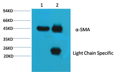 1. Input: Mouse Brain Tissue Lysate  2. IP product: IP dilute 1:200  Western blot analysis: primary antibody : EM1149        1:10,000 Secondary antibody: Goat anti-Mouse IgG, Light chain specific(S003), 1:5,000
