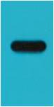 Western blot analysis of recombinant protein with EM1155 mAb diluted at 1:5,000.