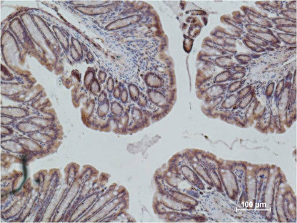 Immunohistochemical analysis of paraffin-embedded Mouse Colon Tissue using eNOS  (EM1165) Mouse mAb diluted at 1:500.