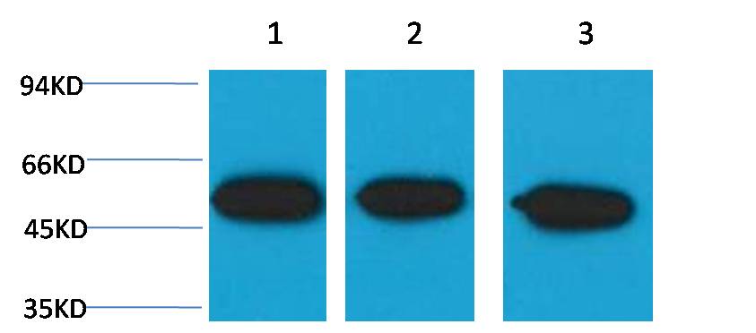 Western blot analysis of 1) Hela, 2)Mouse Brain , 3) Rat Brain, with Beta III tubulin (Mix-mA ™) Mouse mAb EM1166 diluted at 1:5,000.