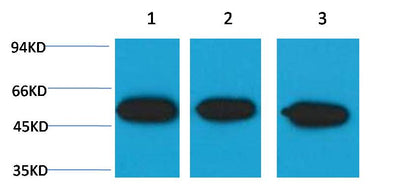 Western blot analysis of 1) Hela, 2)Mouse Brain , 3) Rat Brain, with Beta III tubulin (Mix-mA ™) Mouse mAb EM1166 diluted at 1:5,000.