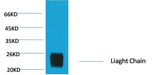 Western blot analysis of Reduced Rabbit IgG, H+L with EM1169 diluted at 1:10,000.