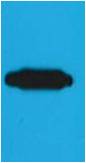 Western blot analysis of recombinant RFP protein with EM1170 diluted at 1:10,000.