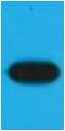 Western blot analysis of recombinant mOrange protein with EM1172 diluted at 1:10,000.
