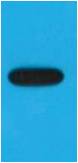 Western blot analysis of recombinant EBFP protein with EM1174 diluted at 1:5,000.
