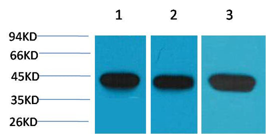 Western blot analysis of 1) Hela, 2)3T3, 3)Rat Brain with Alpha-Smooth Muscle Actin Mouse mAb EM1177 diluted at 1:1,000,000.