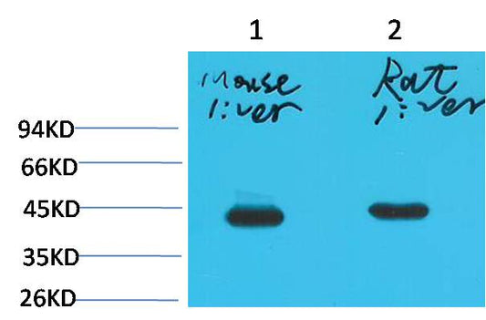 Western blot analysis of 1) Mouse Liver Tissue, 2)Rat Liver Tissue with HAO1/GOX Mouse mAb EM1180 diluted at 1:2,000.