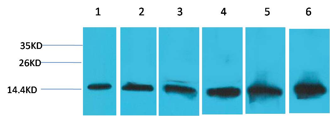 Western blot analysis of 1) Hela, 2) 293T, 3)3T3, 4)Mouse Liver Tissue, 5) Rat Liver Tissue, 6) Rat Kidney Tissue, with Cytochrome C Mouse mAb EM1182 diluted at 1:2,000.
