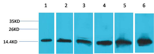 Western blot analysis of 1) Hela, 2) 293T, 3)3T3, 4)Mouse Liver Tissue, 5) Rat Liver Tissue, 6) Rat Kidney Tissue, with Cytochrome C Mouse mAb EM1182 diluted at 1:2,000.