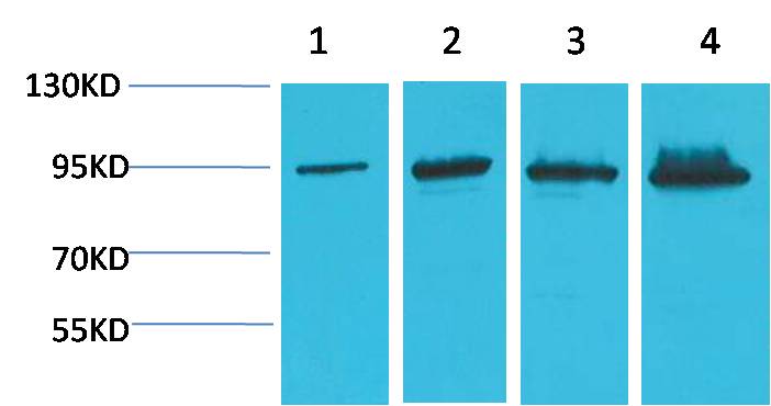 Western blot analysis of 1) Hela, 2) 293T, 3)Mouse Liver Tissue, 4) Rat Liver Tissue, with Beta-Catenin Mouse mAb EM1183 diluted at 1:2,000.