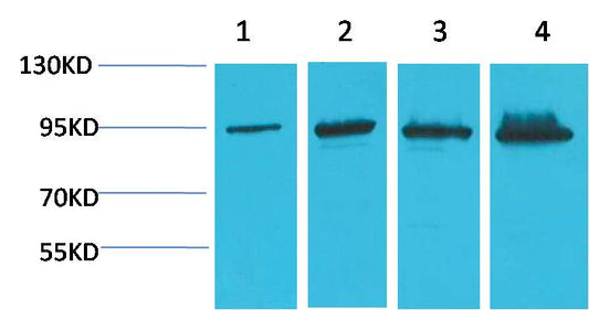 Western blot analysis of 1) Hela, 2) 293T, 3)Mouse Liver Tissue, 4) Rat Liver Tissue, with Beta-Catenin Mouse mAb EM1183 diluted at 1:2,000.