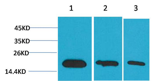 Western blot analysis of 1) Hela, 2)293, 3)PC12 with Survivin Mouse mAb EM1184 diluted at 1:2,000.