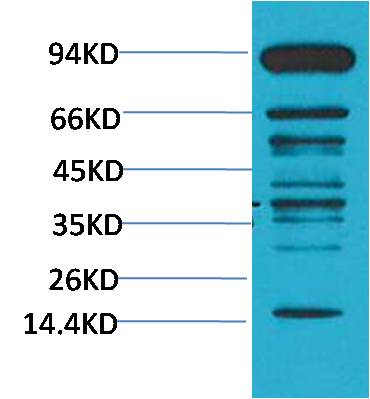 Western blot analysis of Hela with Pan Methylated Lysine Mouse mAb EM1186 diluted at 1:2,000.