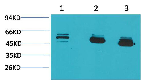 Western blot analysis of 1) MCF7, 2)Mouse Brain Tissue, 3)Rat Brain Tissue with CBARA1/MICU1 Mouse mAb EM1187 diluted at 1:2,000.
