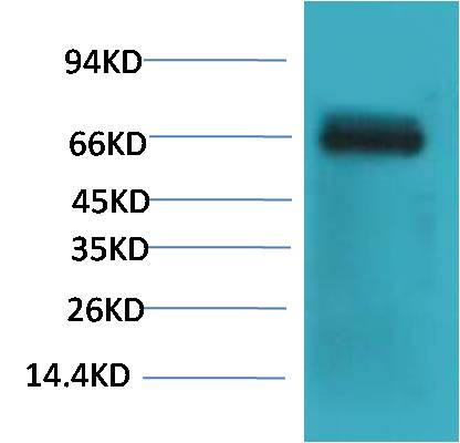 Western blot analysis of Bovine Serum Albumin with Bovine Serum Albumin Mouse mAb EM1190 diluted at 1:2,000.