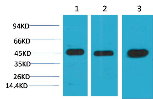 Western blot analysis of 1) Hela, 2)3T3, 3) Rat Brain Tissue with MEK2 Mouse mAb EM1205 diluted at 1:2,000.
