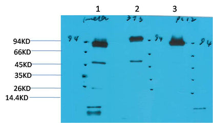 Western blot analysis of 1) Hela, 2)3T3, 3) PC12 with STAT3 Mouse mAb EM1207 diluted at 1:2,000.