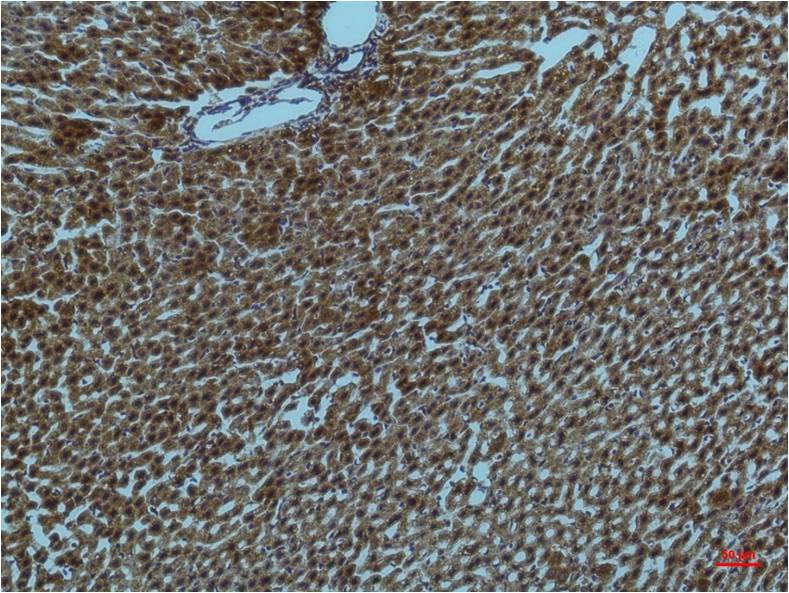 Immunohistochemical analysis of paraffin-embedded Rat Liver Tissue using PI3 Kinase P85 Alpha  (EM1209) Mouse mAb diluted at 1:200.