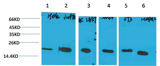 Western blot analysis of 1) Hela, 2)Jurkat, 3)293T, 4)Rat Liver Tissue, 5) 3T3, 6) HepG2 with Cyclophilin B Mouse mAb EM1219 diluted at 1:2,000.